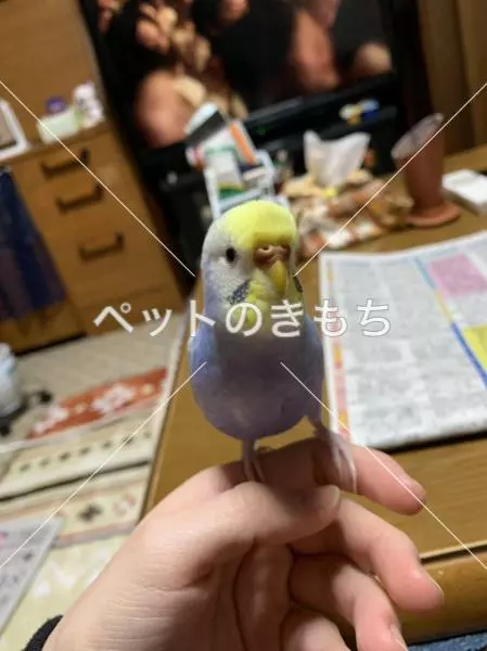迷子鳥の画像