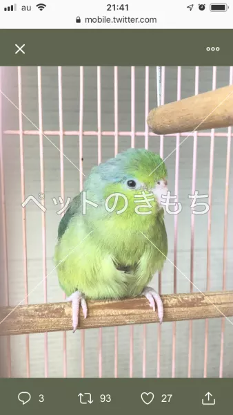 コメント投稿の画像