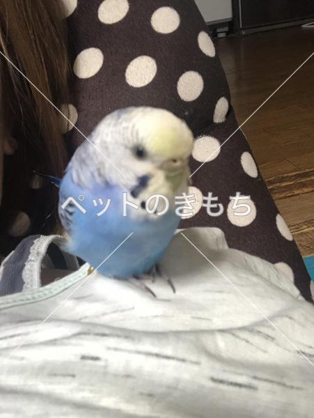 迷い鳥の写真