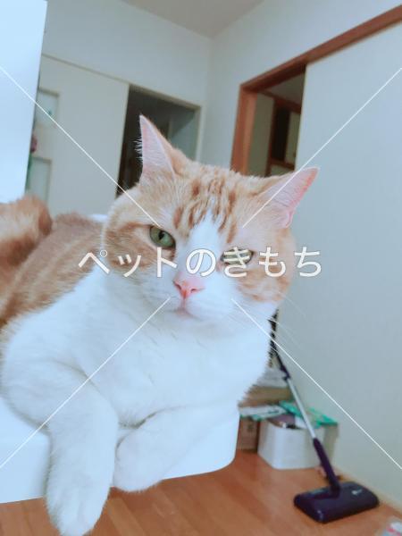 迷子猫の画像