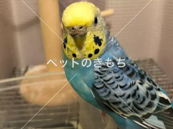 迷子鳥の画像