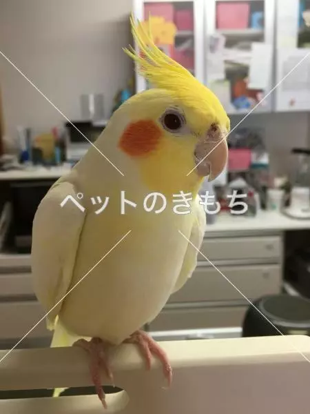 迷子鳥の画像