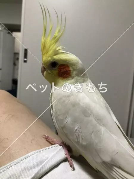 迷子鳥の画像