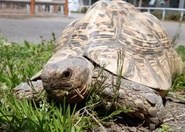 迷子ペットの画像