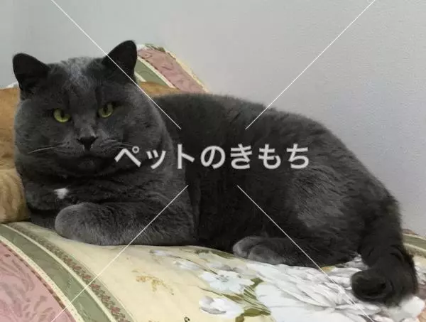 迷子猫の画像