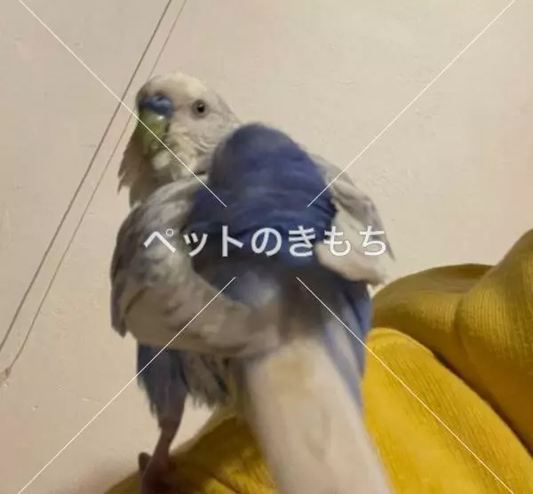 保護鳥の画像