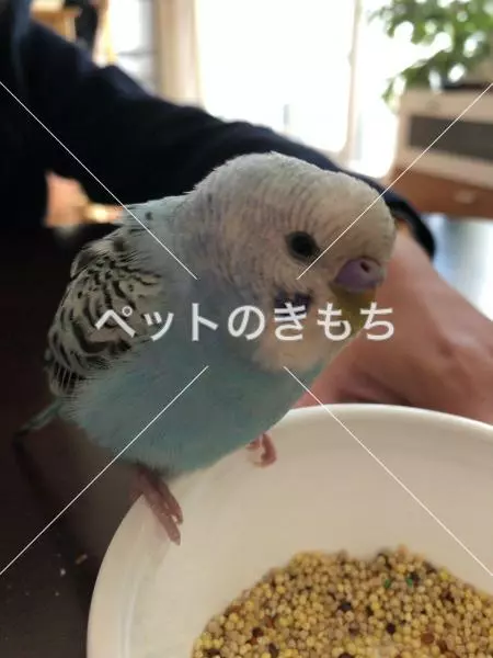 保護鳥の画像