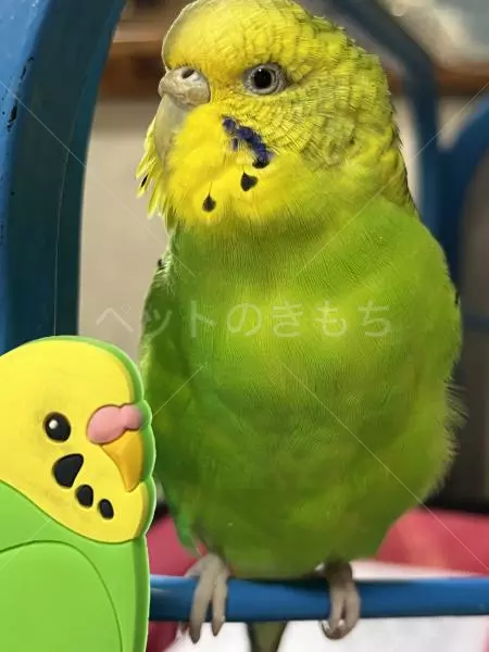 迷子鳥の画像