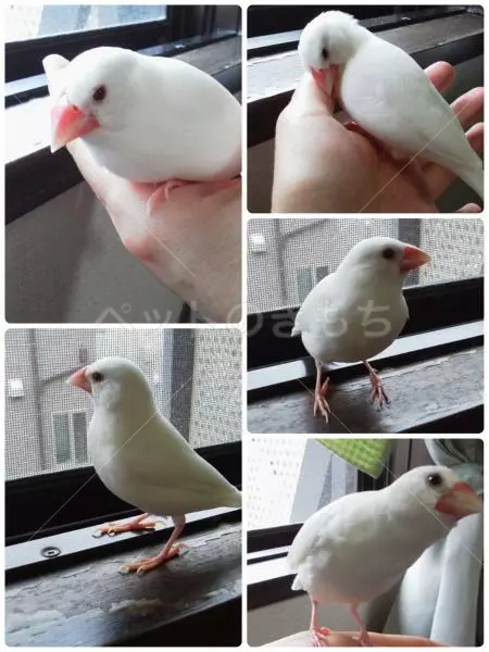 迷子鳥の画像