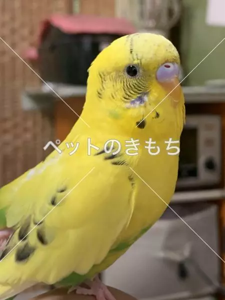 迷子鳥の画像