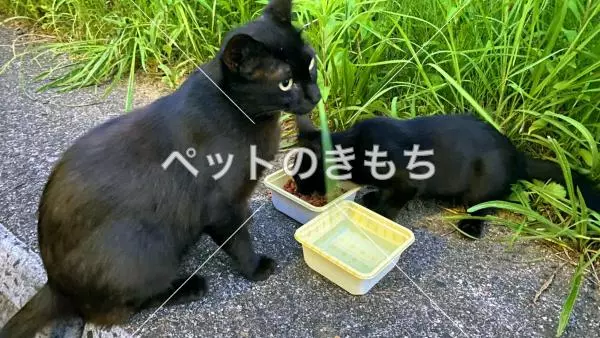 保護猫の画像