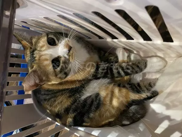 コメントの画像