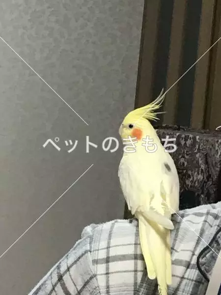 迷子鳥の画像