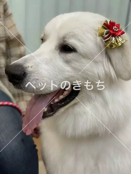 迷子犬の画像