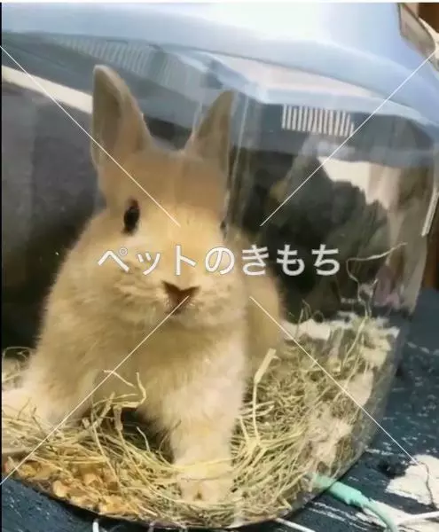 迷子ペットの画像