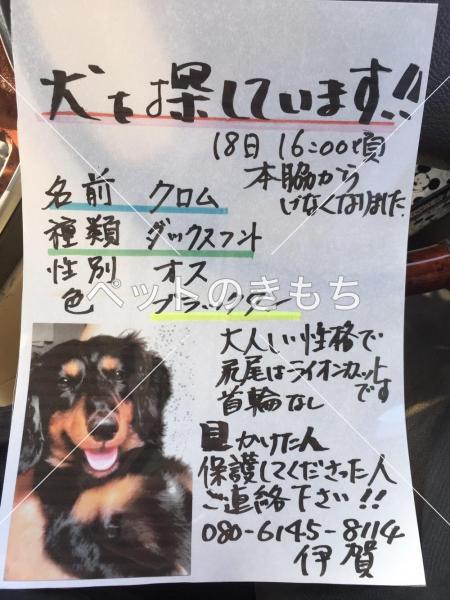 迷い犬の写真
