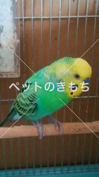 迷子鳥の画像