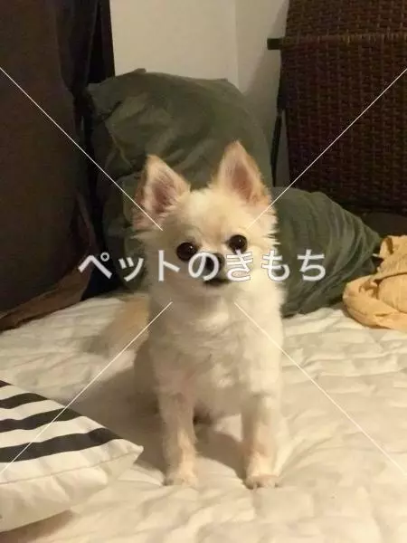 迷子犬の画像