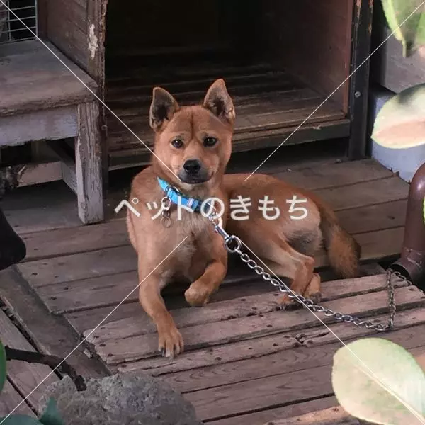迷子犬の画像
