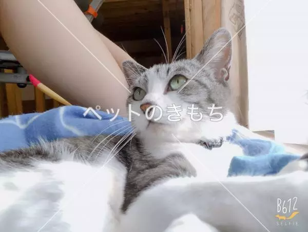 迷子猫の画像