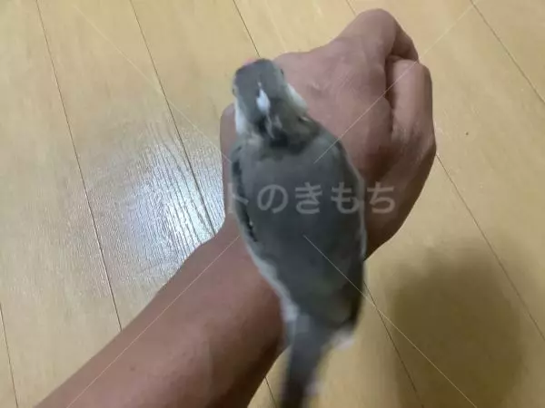 コメント画像