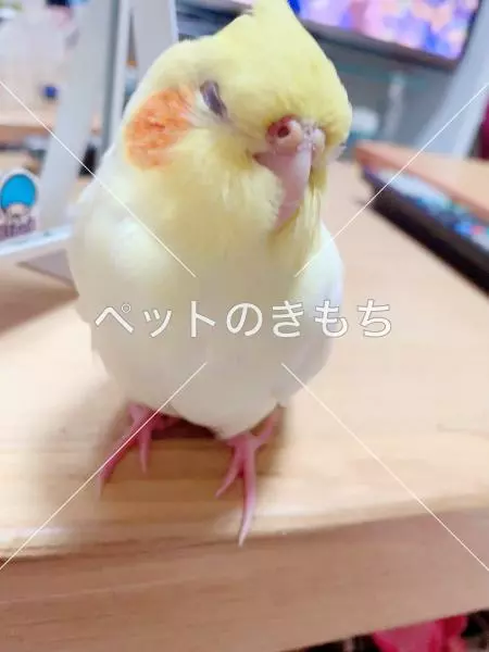 迷子鳥の画像