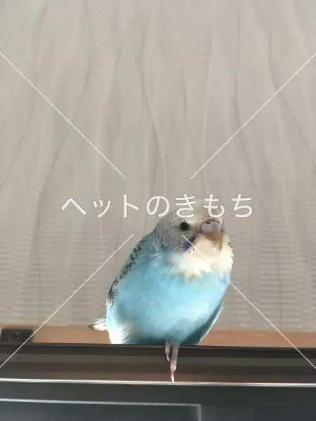 迷子鳥の画像