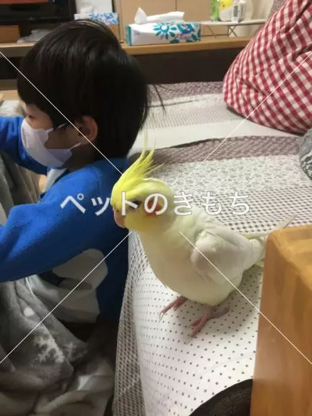 コメント投稿の画像