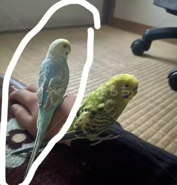 コメントの画像