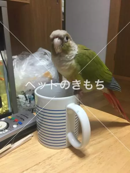 迷子鳥の画像
