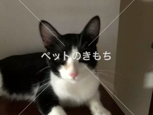 迷子猫の画像
