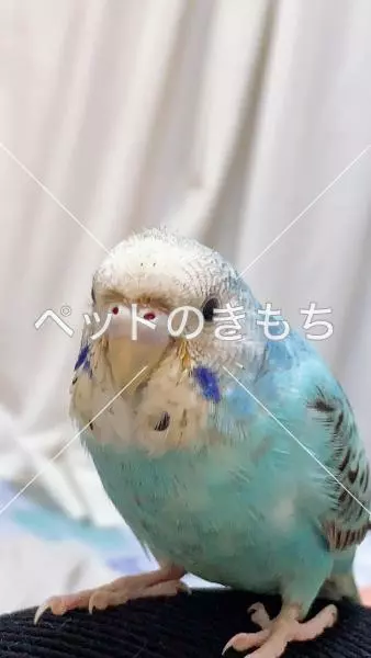迷子鳥の画像