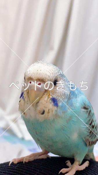 迷子鳥の画像