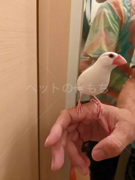 迷子鳥の画像