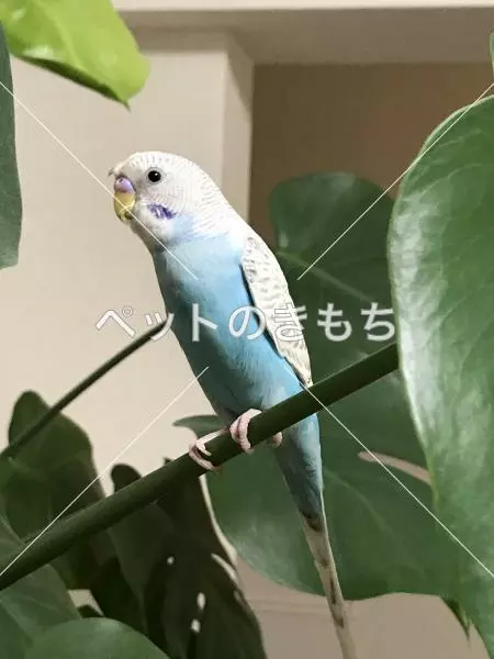 迷子鳥の画像