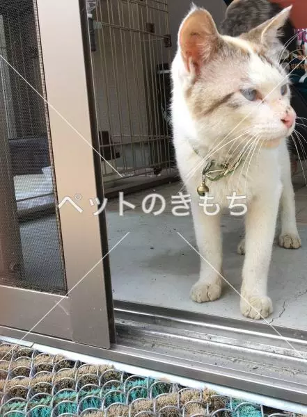 保護猫の画像