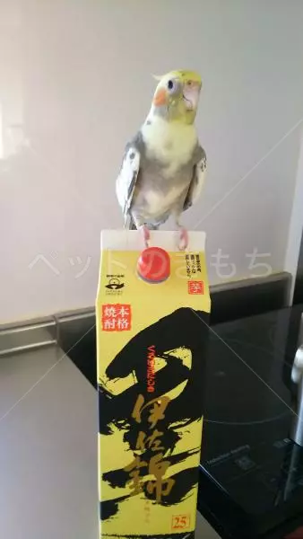 迷子鳥の画像