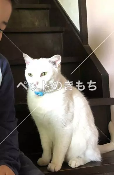 迷子猫の画像