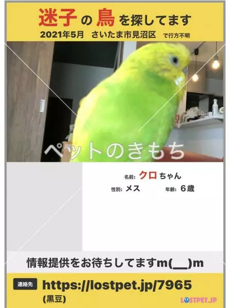 迷子鳥の画像