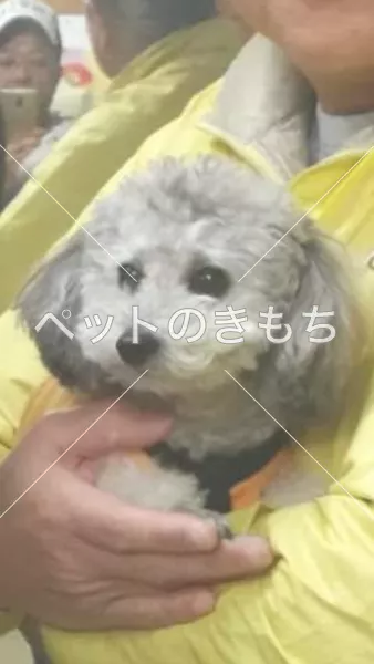 迷子犬の画像