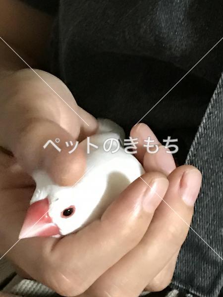 迷子鳥の画像