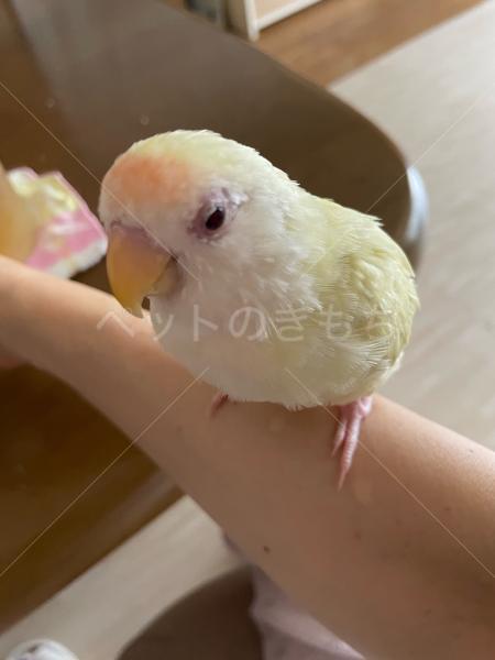 迷子鳥の画像