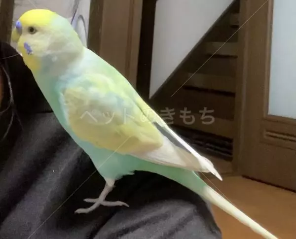 迷子鳥の画像