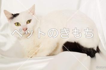 迷子猫の画像