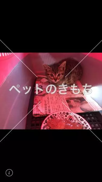 迷子猫の画像
