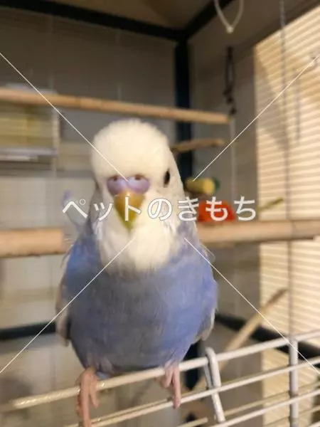 迷子鳥の画像