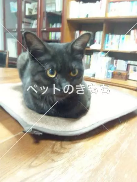 保護猫の画像