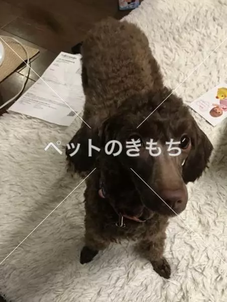 迷子犬の画像