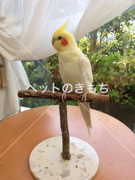 迷子鳥の画像