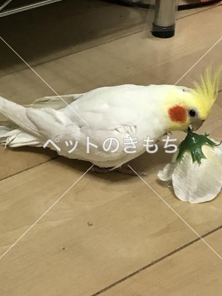 迷子鳥の画像